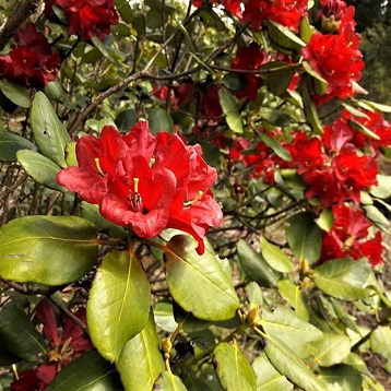 Rhododendron Festival Tour